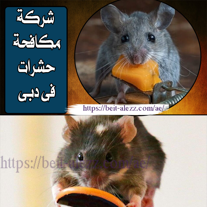شركة مكافحة حشرات في دبي