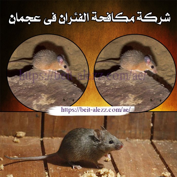 شركة مكافحة الفئران في عجمان