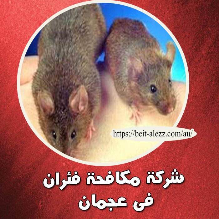 شركة مكافحة فئران في عجمان