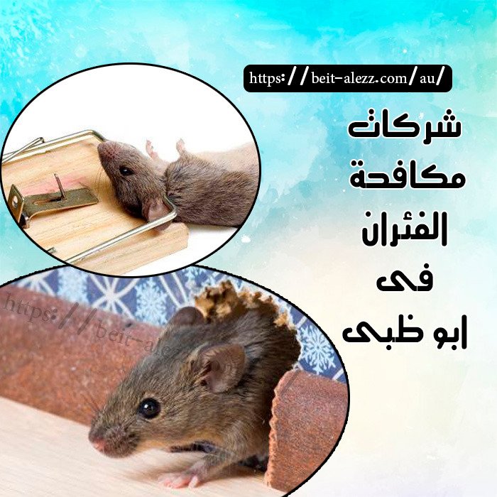 شركات مكافحة الفئران أبو ظبي