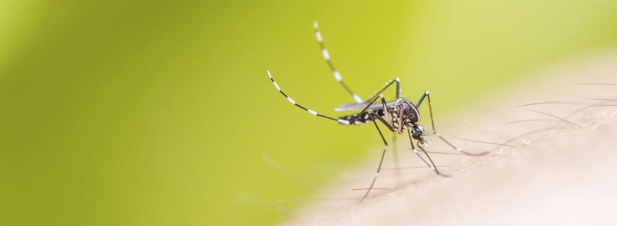 main mosquitoes banner 1